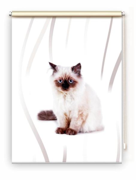 Rollo Majesti vertic  Katzenbaby, Rollo, Motivrollo, Rollo mit Druck, Fotorollo, bedrucktes Rollo, Fensterrollo,verdunkelndes Rollo, Sonnenschutz Rollo